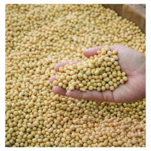 Bulk Non-GMO Soybeans For Sale | Wholesale Price | High Protein Natural Soybean Supplier