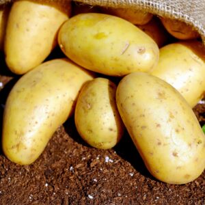 Fresh Yukon Gold Potatoes Premium Grade Wholesale Bulk Supply Best Quality Direct From Farm Factory Price
