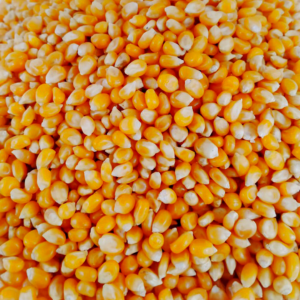 High Quality Non-GMO Yellow Corn Kernels Bulk Wholesale Grain Suppliers With Competitive Export Factory Price