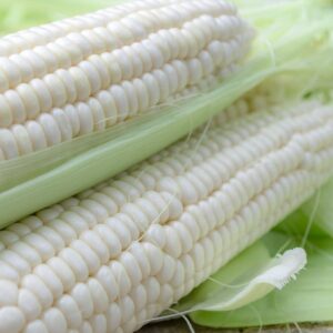 High Quality White Corn Non GMO | Bulk White Corn Kernels For Food & Feed | Competitive Prices & Fast Delivery