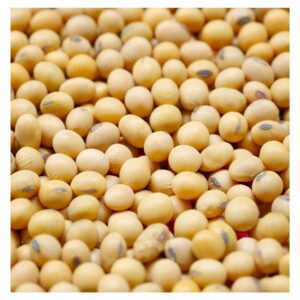 Non GMO Soybean Wholesale Bulk Supply | Premium Quality Natural Soybeans For Animal Feed & Food Grade