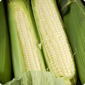 Non GMO White Corn Wholesale Suppliers | Bulk White Corn Kernels For Food & Livestock | Certified Quality White Corn