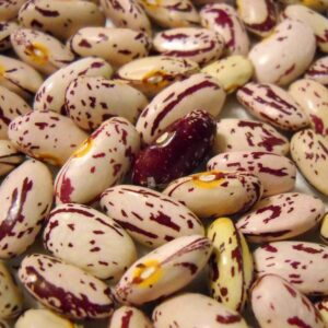Premium Pinto Beans Wholesale Suppliers | Bulk Export Dry Pinto Beans At Competitive Factory Price Worldwide