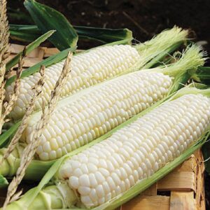 Premium White Corn Non GMO Bulk Wholesale Suppliers | High Quality White Corn Kernels For Food & Feed | Bulk Supply