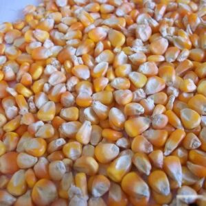 Premium Yellow Corn Non-GMO For Animal Feed And Food Grade Bulk Wholesale Supply At Competitive Factory Price