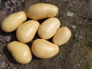 Premium Yellow Potatoes Natural Fresh Bulk Wholesale Hot Selling Farm Fresh Supplier