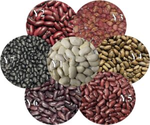 Top Grade Red White Black Kidney Beans Wholesale Suppliers | Bulk Beans Direct Factory Supply Best Quality Price
