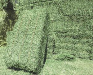 "Wholesale Alfalfa Hay Premium Quality Bulk Feed Supplier Factory Price Best For Cattle Horses Rabbits"