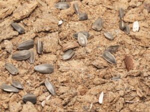 Wholesale Bulk Sunflower Meal Sunflower Seed Cake High Quality Animal Feed Factory Price Hot Selling Supplier