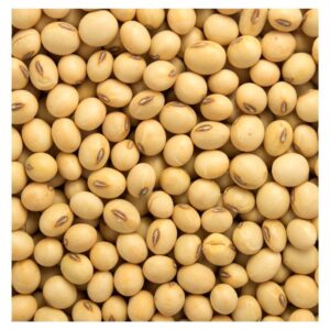 Wholesale Non GMO Soybean Seeds | Bulk Export | Natural Soybeans For Food & Feed Use