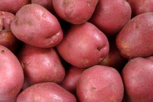 Wholesale Russet Potatoes Fresh Farm Direct Premium Quality Organic Grade A Hot Selling Bulk